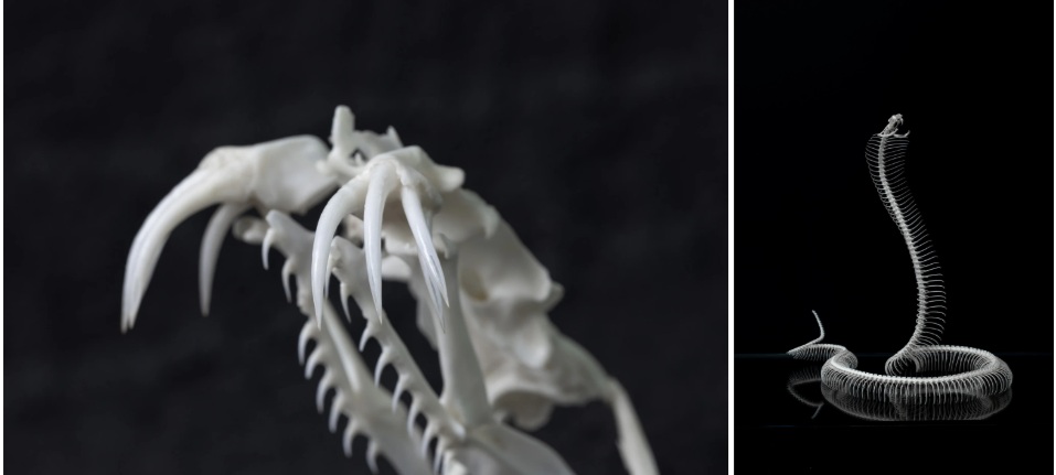 Nhã dành một khu vực riêng để trưng bày các tiêu bản độc đáo, từ rắn hổ mang đến hộp sọ cá sấu. Anh cho biết mình không giết hại động vật mà chỉ làm từ xác những con đã chết.